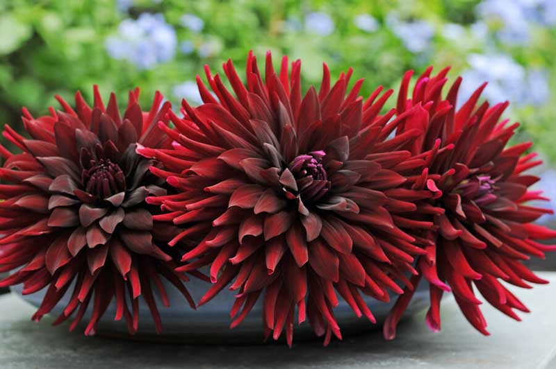 Dahlia 'Chat Noir', 'Chat Noir' Dahlia, Dahlia Black cat, Black Cat Dahlia, Black Dahlia, Black Dahlias, Semi-Cactus Dahlias, Red Dahlia flowers , Black dahlia flowers, dahlia tubers, summer bulbs