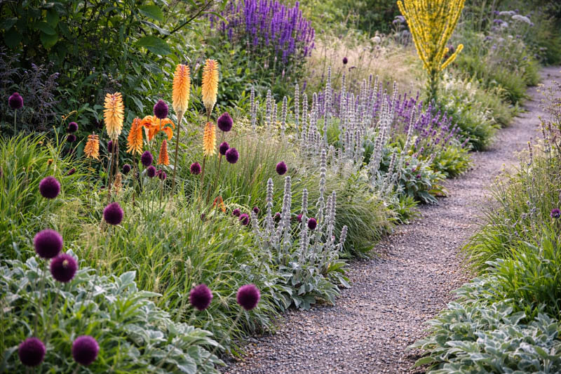 plant combination, Stachys byzantina, Kniphofia, allium sphaerocephalon
