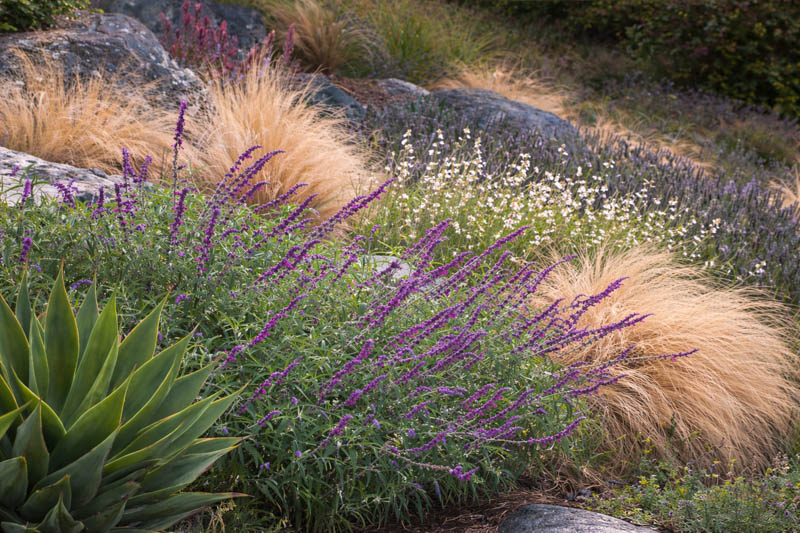 salvia leucantha, gaura, stipa, agave