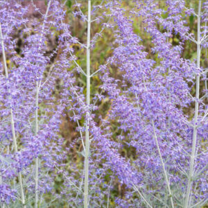Perovskia Atriplicifolia, Russian Sage, Salvia yangii, Full sun perennial, Best performing perennial, Perovskia Blue Spire, Perovskia Little Spire, Russian Sage Blue Spire, Russian Sage Little Spire