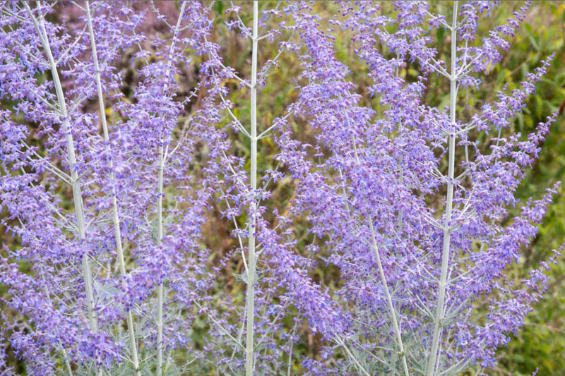 Perovskia Atriplicifolia, Russian Sage, Salvia yangii, Full sun perennial, Best performing perennial, Perovskia Blue Spire, Perovskia Little Spire, Russian Sage Blue Spire, Russian Sage Little Spire