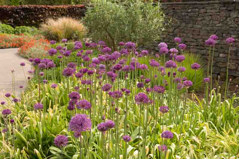 Allium ‘Purple Sensation’ in bloom