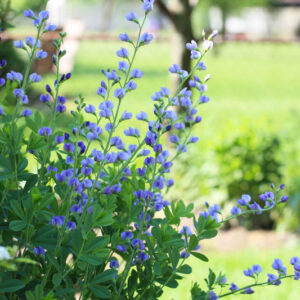 Baptisia Australis,False Indigo, Bastard Lupine, Blue False Indigo, False Lupine, Golden Indigo, Indigo Weed, Tall False Indigo, blue flowers, blue perennials