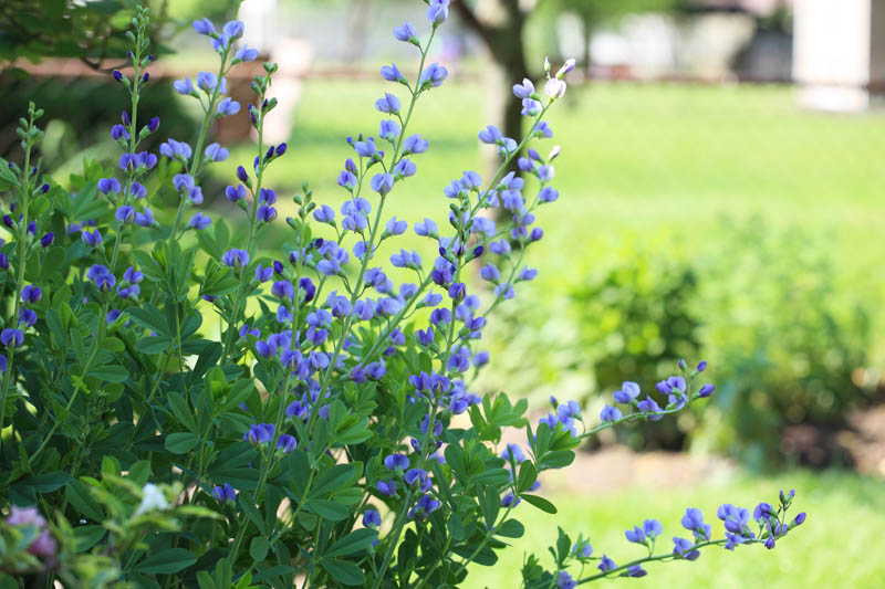 Baptisia Australis,False Indigo, Bastard Lupine, Blue False Indigo, False Lupine, Golden Indigo, Indigo Weed, Tall False Indigo, blue flowers, blue perennials