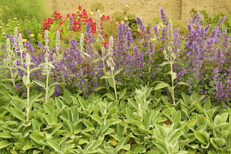 Blooming Lamb's-ear plants (Stachys byzantina) - decorative perennial plant in the garden. Purple flowers - Nepeta Walker's Low, catmint is an aromatic herb