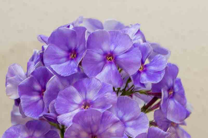 Phlox Paniculata 'Blue Paradise', Phlox 'Blue Paradise', Border Phlox 'Blue Paradise', Fall Phlox 'Blue Paradise', Garden Phlox 'Blue Paradise', Perennial Phlox 'Blue Paradise', Summer Phlox 'Blue Paradise'