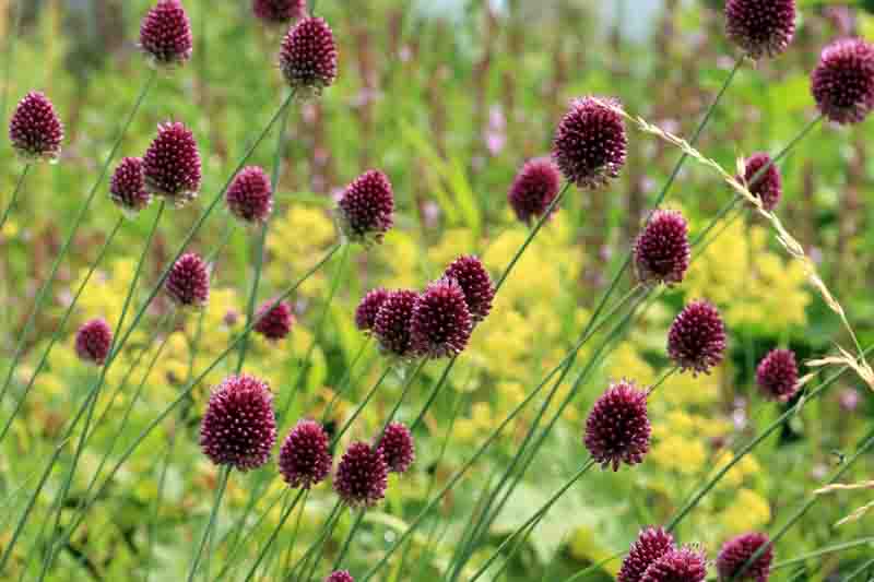 Drumstick allium, Bald-Head onion, Drumsticks, Ornamental onion, Round-Headed garlic, Round-Headed leek, Ball-Head onion, Flowering onion, Drumstick allium