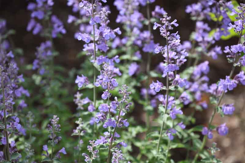 Nepeta Racemosa Walker's Low, Nepeta Walker's Low, Catmint Walker's Low, Best perennial plants, Award perennial, long flowering perennial