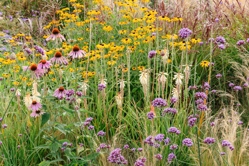 Verbena Bonariensis, Purpletop Vervain, meadow style planting