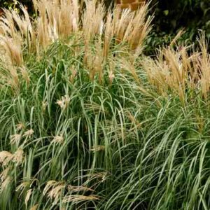 Miscanthus Sinensis 'Little Kitten', Maiden Grass 'Little Kitten', Eulalia 'Little Kitten', Chinese Silver Grass 'Little Kitten', Japanese Silver Grass 'Little Kitten'