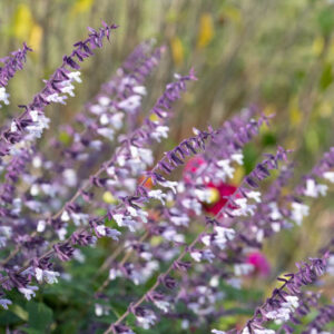 Salvia 'Phyllis Fancy', 'Phyllis Fancy' Sage, Blue perennial, late blooming perennial, late blooming salvia, late blooming sage