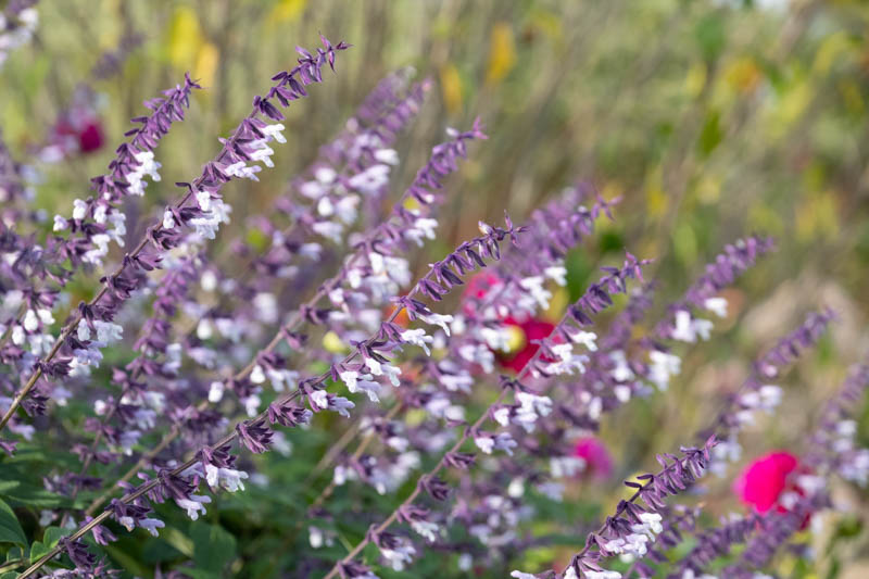 Salvia 'Phyllis Fancy', 'Phyllis Fancy' Sage, Blue perennial, late blooming perennial, late blooming salvia, late blooming sage
