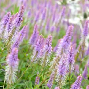 Veronicastrum Virginicum 'Fascination', Culver's Root 'Fascination'', Lavender Flowers, Purple Flowers, Tall Flowers