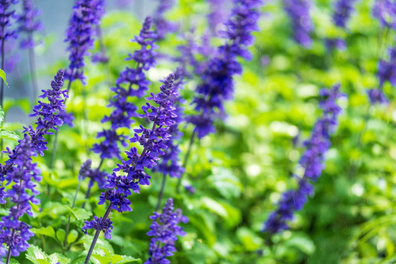 alvia Mystic Spires, Mystic Spires Blue Sage, Mystic Spires salvia, Blue perennial, Salvia longispicata X farinacea