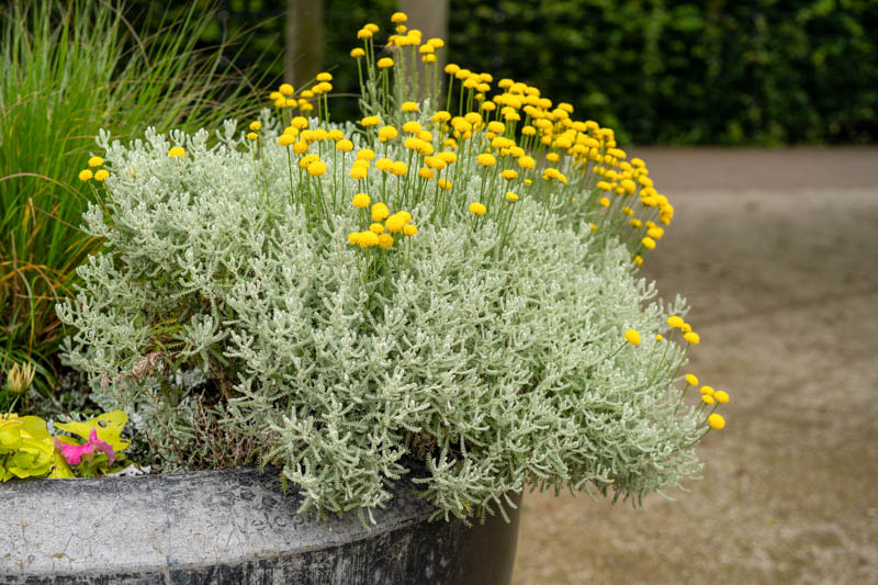 Santolina Chamaecyparissus, Santolina, Lavender Cotton, Gray Santolina, Ground Cypress, Cotton Lavender, Santolina incana, Chamaecyparissus africanus, Drought Tolerant plant, Silver Foliage plant