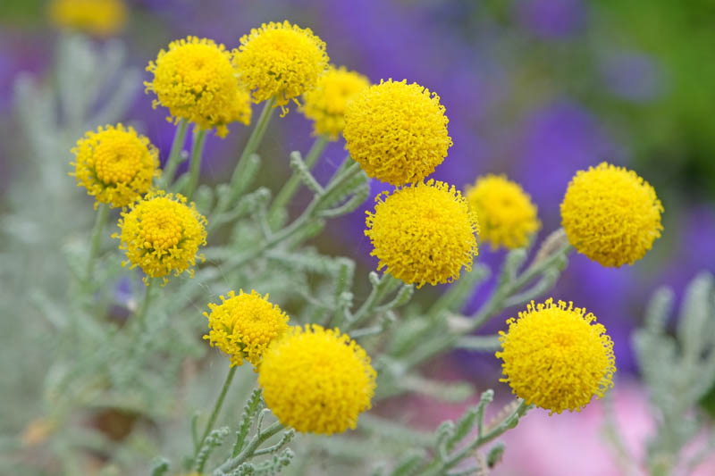 Santolina Chamaecyparissus, Santolina, Lavender Cotton, Gray Santolina, Ground Cypress, Cotton Lavender, Santolina incana, Chamaecyparissus africanus, Drought Tolerant plant, Silver Foliage plant