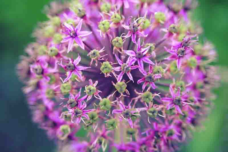 Allium Purple Sensation, Allium aflatunense, Purple Flower