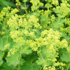 Alchemilla Mollis, Lady's mantle, AGM perennial, deer tolerant plants, rabbits tolerant plants, award winning perennial