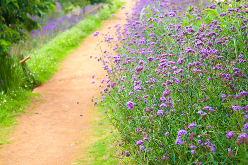 Verbena Bonariensis, Tall Verbena, Purpletop Vervain, Brazilian Verbena, Upright Verbena, Purple summer flowers, Drought Tolerant plant, purple flowers
