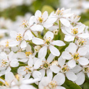 Close up of Choisya ternata Mexican Orange Blossom flowers