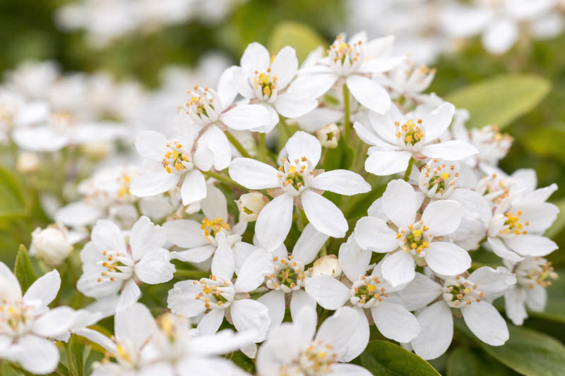Close up of Choisya ternata Mexican Orange Blossom flowers