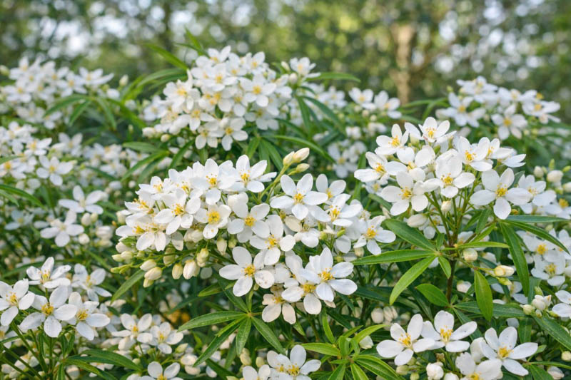 Choisya ternata, Mexican Orange Blossom with clusters of white fragrant flowers