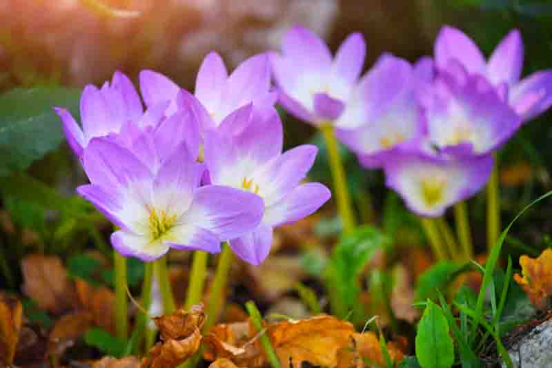 Nice dewy flowers in the autumn (Colchicum autumnale)