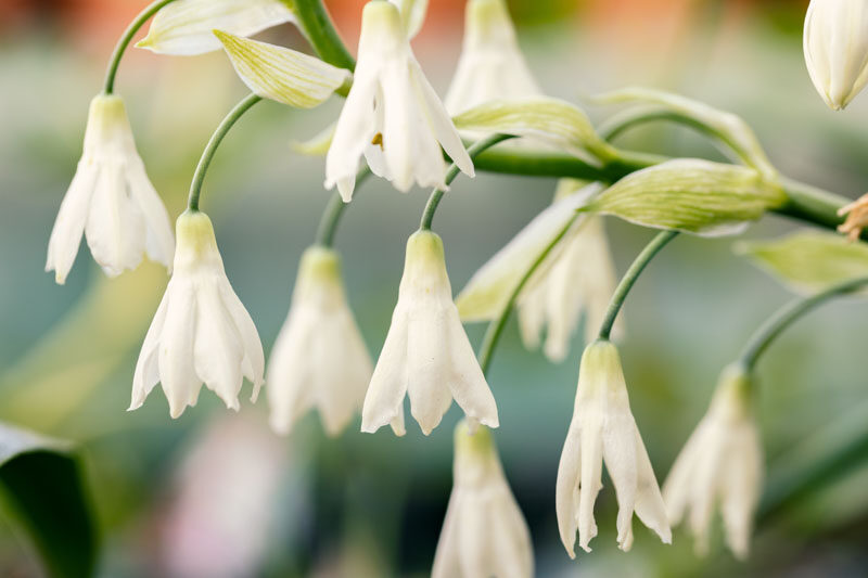 Galtonia Candicans, Summer Hyacinth,Spire Lily, Berg Lily,Summer bulbs,White flowers, Ornithogalum Candicans
