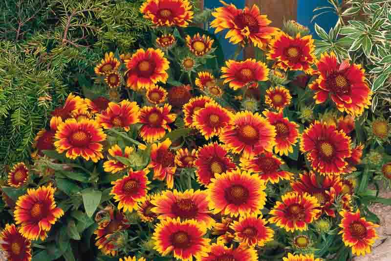 Gaillardia 'Arizona Sun',Blanket Flower 'Arizona Sun', Gaillardia x Grandiflora 'Arizona Sun', Blanket Flowers, Yellow Flowers, Bicolor Flowers, Drought tolerant flowers, Salt tolerant flowers