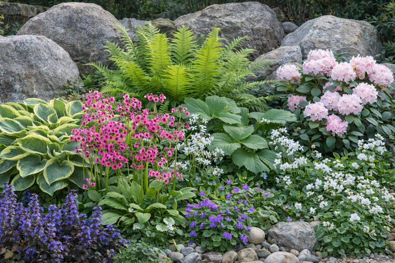 Front garden bed with rocks and perennials. Hosta sieboldiana 'Wide Brim', Matteuccia struthiopteris Rodgersia syn. Astilboides tabularis, Viola sororia, Phlox divaricata 'White Perfume', Primula japonica and Ajuga, Rhododendron yakushimanum