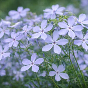 Phlox Divaricata, Woodland Phlox, Wild Sweet William, Blue Phlox, Wild Blue Phlox, Louisiana Phlox, Blue Woodland Phlox, Sweet William