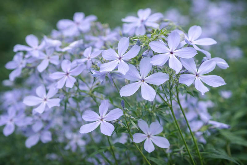 Phlox Divaricata, Woodland Phlox, Wild Sweet William, Blue Phlox, Wild Blue Phlox, Louisiana Phlox, Blue Woodland Phlox, Sweet William
