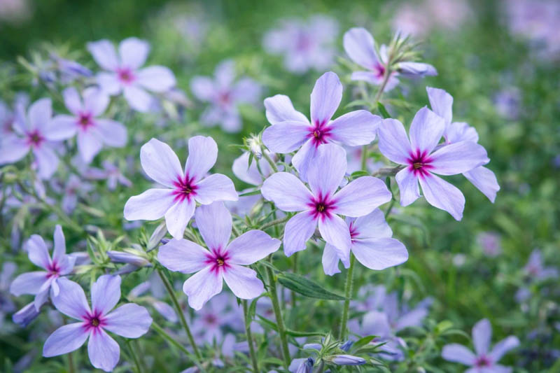 Phlox Divaricata, Woodland Phlox, Wild Sweet William, Blue Phlox, Wild Blue Phlox, Louisiana Phlox, Blue Woodland Phlox, Sweet William