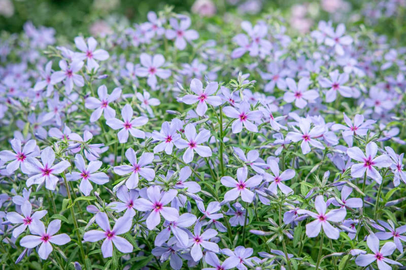 Phlox Divaricata, Woodland Phlox, Wild Sweet William, Blue Phlox, Wild Blue Phlox, Louisiana Phlox, Blue Woodland Phlox, Sweet William