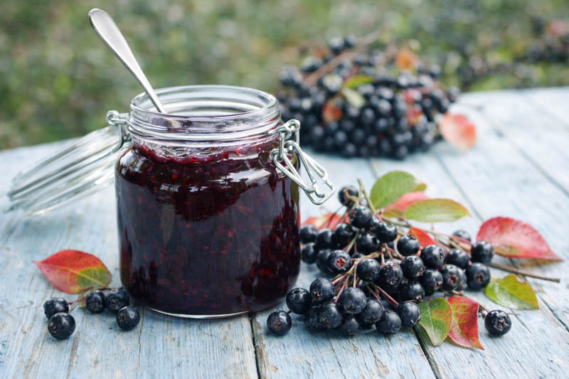 Aronia Melanocarpa, Black Chokeberry, shrub, berries, fall color