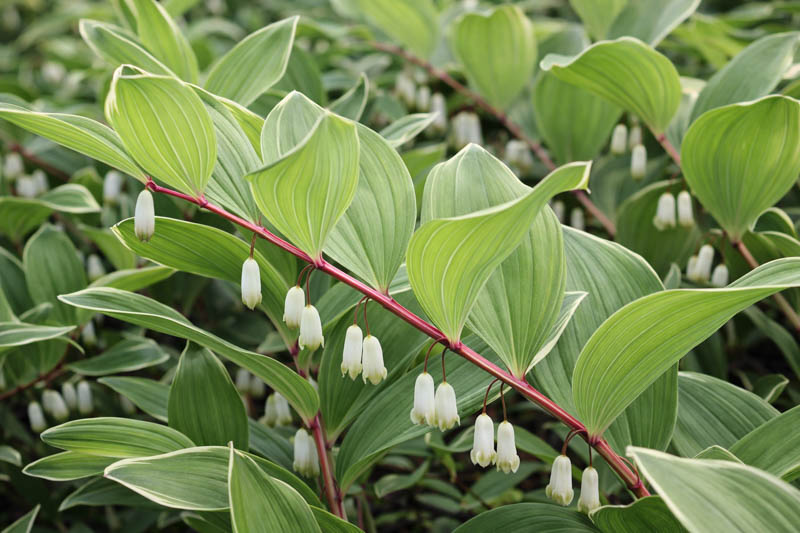 Polygonatum Odoratum 'Variegatum', Solomon's Seal Variegatum, Polygonatum multiflorum Variegatum, Polygonatum odoratum 'Grace Barker', Polygonatum × hybridum 'Variegatum', Polygonatum × hybridum 'Striatum', shade perennials, wet soil perennials