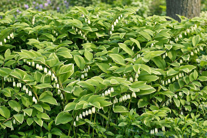 Polygonatum Odoratum 'Variegatum', Solomon's Seal Variegatum, Polygonatum multiflorum Variegatum, Polygonatum odoratum 'Grace Barker', Polygonatum × hybridum 'Variegatum', Polygonatum × hybridum 'Striatum', shade perennials, wet soil perennials