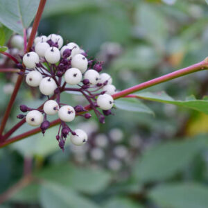 Cornus Sericea, Red Osier Dogwood, Red-Osier Dogwood, RedOsier Dogwood, Red Willow, Redstem Dogwood, Redtwig Dogwood, Red-Rood, American Dogwood, Creek Dogwood, Western Dogwood, Cornus stolonifera, Swida sericea, Deciduous Shrubs, Foliage, Fall color, Winter color, shrub with berries