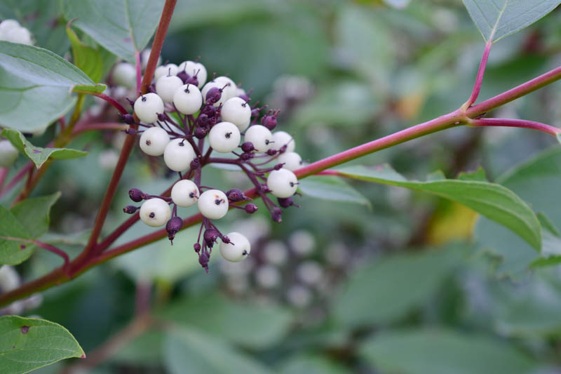 Cornus Sericea, Red Osier Dogwood, Red-Osier Dogwood, RedOsier Dogwood, Red Willow, Redstem Dogwood, Redtwig Dogwood, Red-Rood, American Dogwood, Creek Dogwood, Western Dogwood, Cornus stolonifera, Swida sericea, Deciduous Shrubs, Foliage, Fall color, Winter color, shrub with berries