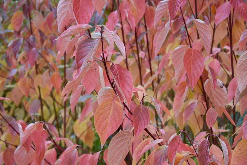 Cornus Sericea, Red Osier Dogwood, Red-Osier Dogwood, RedOsier Dogwood, Red Willow, Redstem Dogwood, Redtwig Dogwood, Red-Rood, American Dogwood, Creek Dogwood, Western Dogwood, Cornus stolonifera, Swida sericea, Deciduous Shrubs, Foliage, Fall color, Winter color, shrub with berries