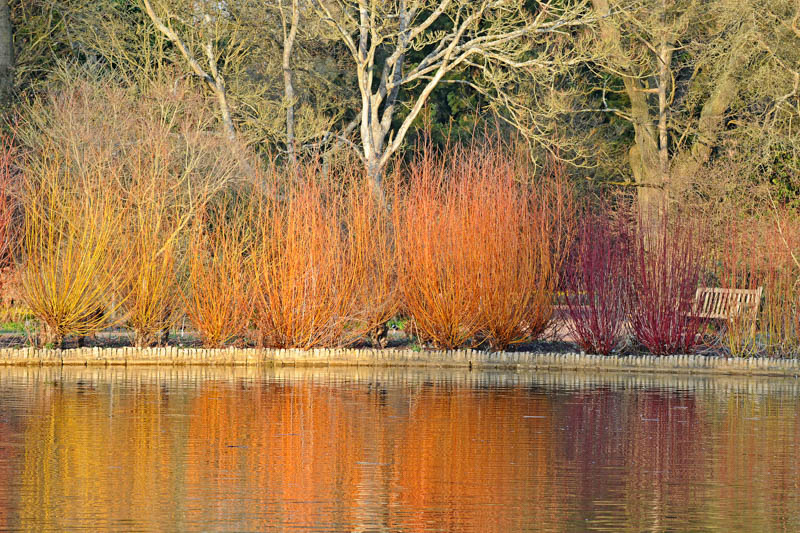 Cornus Sericea, Red Osier Dogwood, Red-Osier Dogwood, RedOsier Dogwood, Red Willow, Redstem Dogwood, Redtwig Dogwood, Red-Rood, American Dogwood, Foliage, Fall color, Winter color, shrub with berries