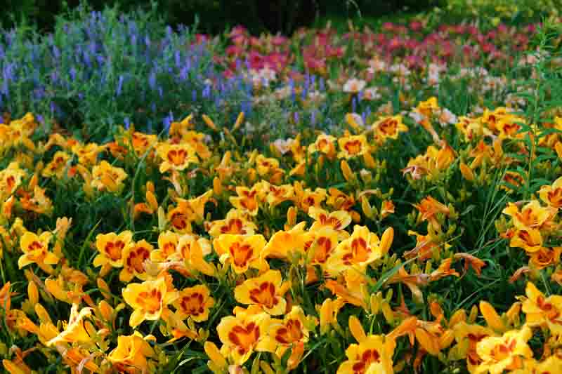 Flowering Daylily flowers (Hemerocallis), closeup in the sunny day.