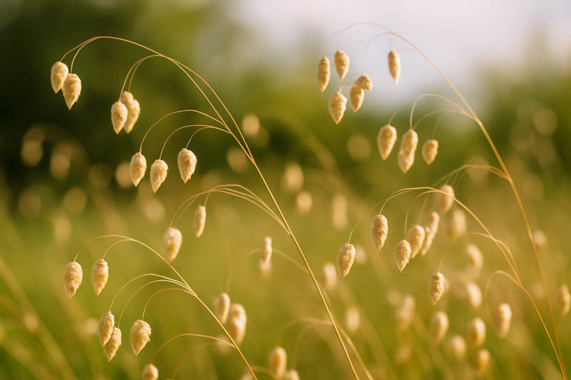 Briza Media, Quaking Grass, Ornamental Grass, Decorative Grass, Common Quaking Grass, Rattle Grass, Pearl Grass, Shivering grass, Trembling Grass, Cow Quakes, Didder, Totter, Dillies