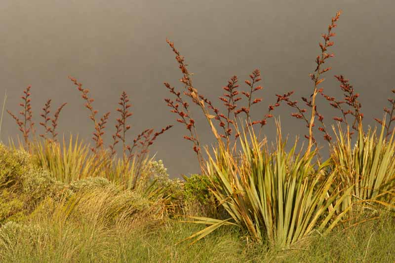 Phormium Tenax, New Zealand Flax, Evergreen Perennial, Common Flax Lily, Flax Bush, New Zealand Hemp, Coastal Flax