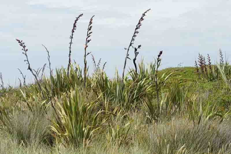 Phormium Tenax, New Zealand Flax, Evergreen Perennial, Common Flax Lily, Flax Bush, New Zealand Hemp, Coastal Flax