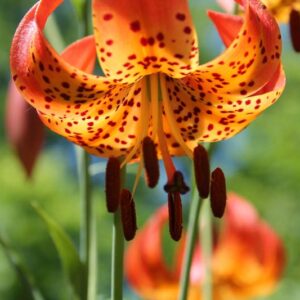 Lilium Superbum, Swamp Lily, American Turk's Cap Lily, Common Turk's Cap Lilies, Summer flowering Bulb, early flowering lilies, orange lilies, part shade lilies, part shade flowering bulbs