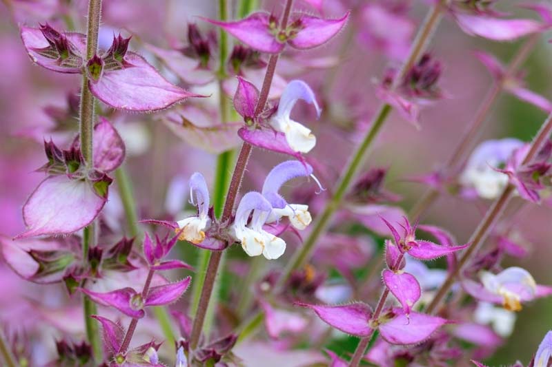 Clary Sage,Salvia Sclarea, Europe Sage,Biennial Clary, Muscatel Sage