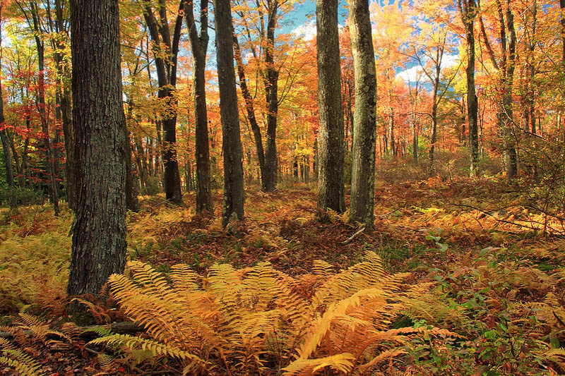 Osmunda Cinnamomea,Cinnamon Fern, Shade plants, shade perennial, plants for shade, plants for wet soils