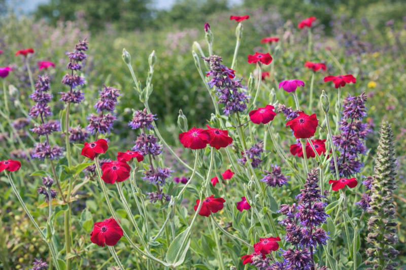 Salvia Verticillata 'Purple Rain', Salvia 'Purple Rain', Sage 'Purple Rain', Whorled Clary 'Purple Rain', Whorled Sage 'Purple Rain', Perennial sage, Hardy Sage, Purple Sage,Whorled Sage 'Purple Rain', Lilac Sage 'Purple Rain'