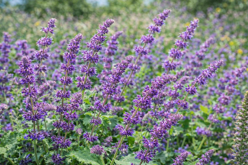 Salvia Verticillata 'Purple Rain', Salvia 'Purple Rain', Sage 'Purple Rain', Whorled Clary 'Purple Rain', Whorled Sage 'Purple Rain', Perennial sage, Hardy Sage, Purple Sage,Whorled Sage 'Purple Rain', Lilac Sage 'Purple Rain'